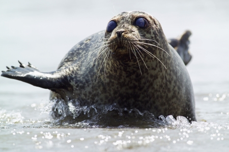 Seal lying in shallow waterの写真素材