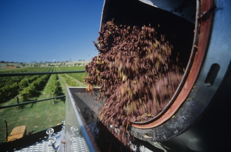 Grapes being unloaded at vineyardの写真素材