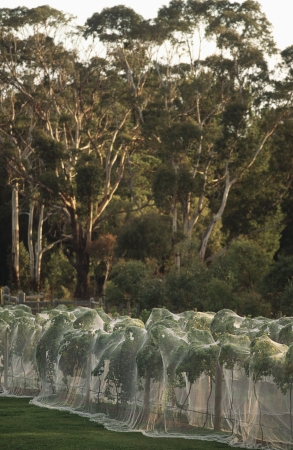 Nets draped over vines to prevent fruit loss to birdsの写真素材