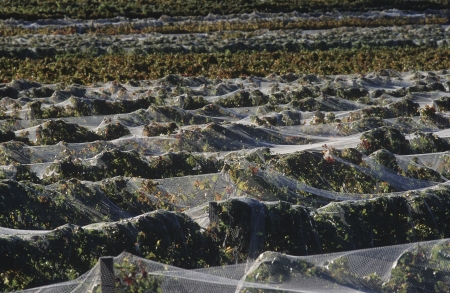 Nets over vineyardの写真素材