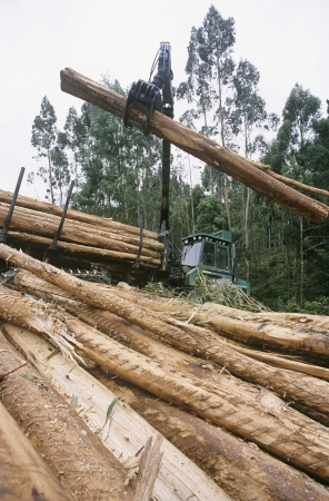 Plantation Eucalyptus (bluegum) trees being harvested for woodchippingの写真素材