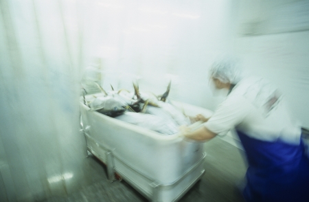 Yellowfin tuna being processed for export Cairns Australiaの写真素材