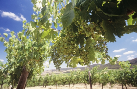 Wine grapes on vines Central Victoria Australiaの写真素材