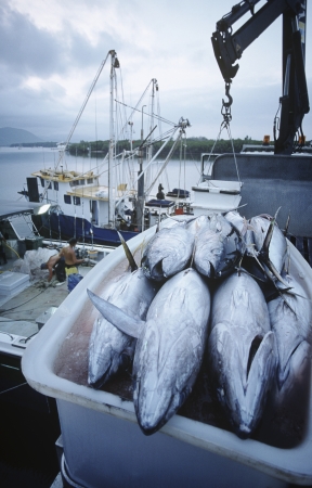 14890056,Outdoors,Watercraft,Close-Up,Morning,Food,Elevated View,boat,Container,Fisherman,Nobody,colour,Nature,Fishing Boat,Fish,Catch Of Fish,Small Group Of Animals,Freshness,Plastic,Dawn,Crane,Fishing Industry,Australia,tuna,Cairns,No People,haul,Fresh の写真素材