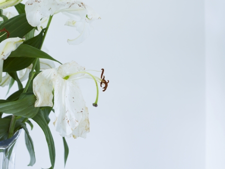 Close up of wilting white lilies in vaseの写真素材