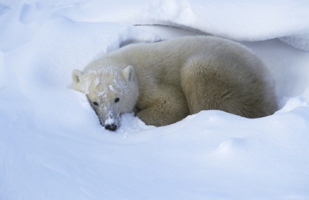 Canada Churchill Polar Bear lying in snowの写真素材