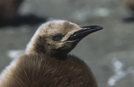 UK South Georgia Island juvenile King Penguin on beach close upの写真素材