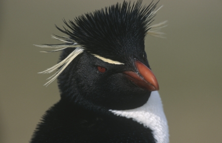 UK Falkland Islands Rockhopper Penguin close upの写真素材