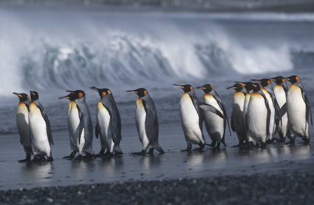 UK South Georgia Island colony of King Penguins marching on beach side viewの写真素材