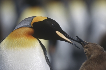 UK South Georgia Island King Penguin feeding chick close upの写真素材