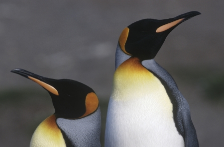 UK South Georgia Island two King Penguins standing side by side close upの写真素材