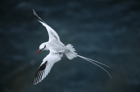 Red-billed Tropicbird flying above sea elevated viewの写真素材