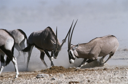Namibia Etosha Pan Gemsbok fightingの写真素材