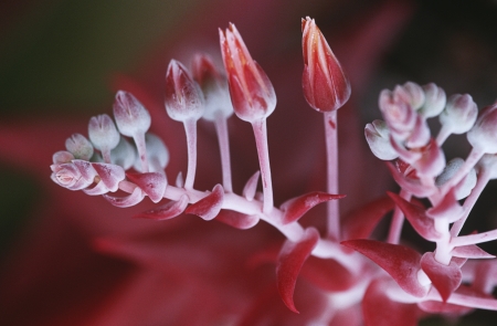 Succulent plant flowering close upの写真素材