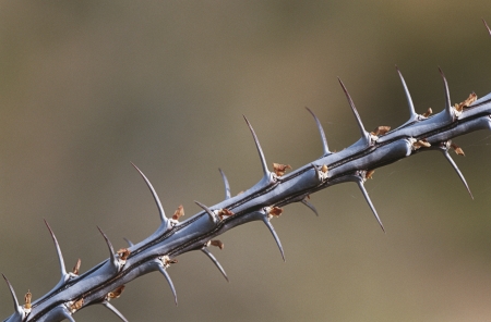 Thorny branch of Ocotillo (Fouquieria splendens) close-upの写真素材