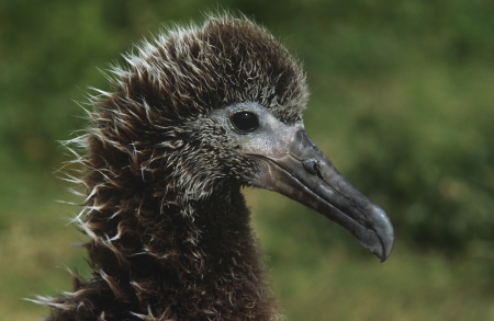 Profile of Laysan Albatross ( Phoebastria immutabilis) nestingの写真素材