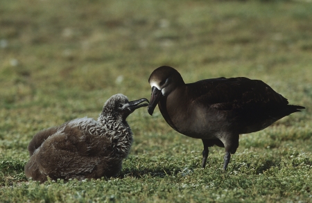 Black-Footed Albatross (Phoebastria nigripes) feeding nestlingの写真素材