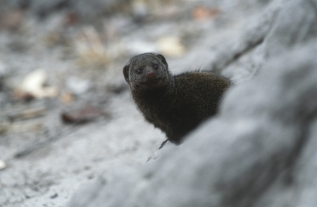 Dwarf Mongoose (Helogale parvula) selective focusの写真素材
