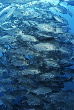 Large school of bigeyed trevally fishの写真素材