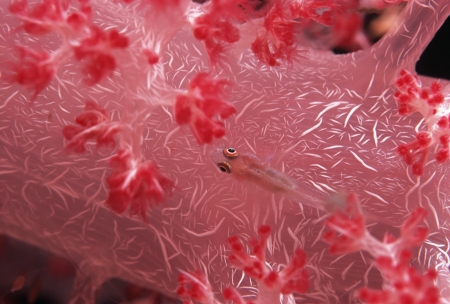 Goby fish swimming along spiral coralの写真素材