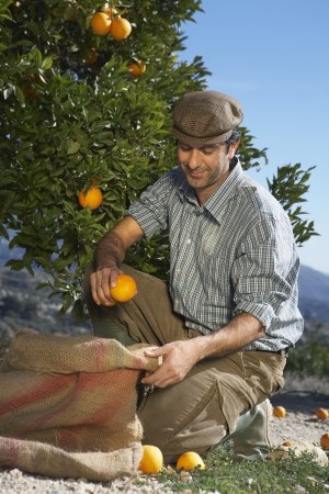 Farmer picking orangesの写真素材