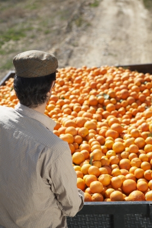 Farmer looking at oranges in trailer back viewの写真素材