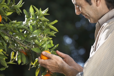 Farmer looking at oranges on treeの写真素材