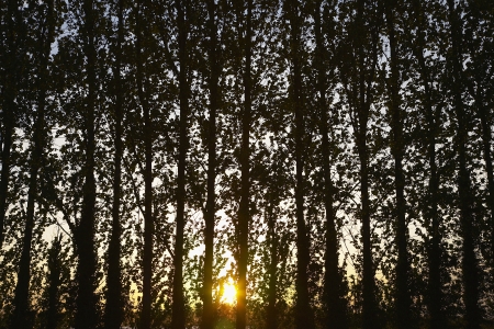 Row of Trees at Sunsetの写真素材