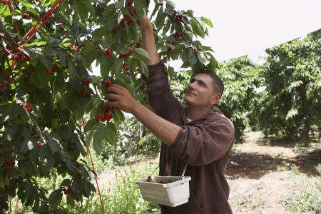 Man Harvesting Cherries
