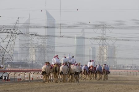 Dubai UAE Camels and jockeys training at Nad Al Sheba Camel Racetrack at sunsetの写真素材