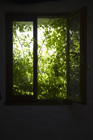 17980083,Day,Indoors,Summer,Growth,Nobody,Nature,Plant,Open,Sunlight,Green,Window,Rural Scene,Leaf,Mystery,Rustic,Mysterious,France,european,french,Dark,shrub,overgrown,rural,summerhouse,Holiday Home,Aude,Carcassonne
, の写真素材
