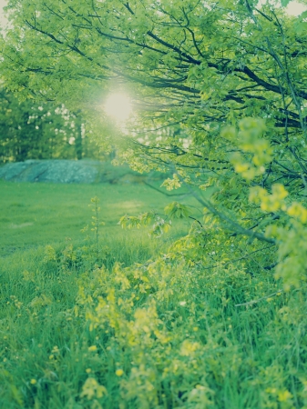 18030007,Outdoors,Growth,The Sun,Nature,Grass,Sunlight,Green,Bush,natural beauty,Tranquil Scene,back lit
, の写真素材