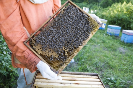 Beekeeper Holding Honeycomb with Honey Bees