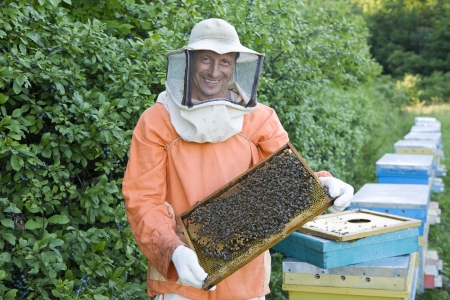 Beekeeper Holding Honeycomb with Honey Bees