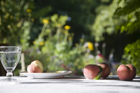 Peaches on table in gardenの写真素材