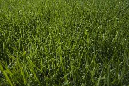 Grass close-upの写真素材