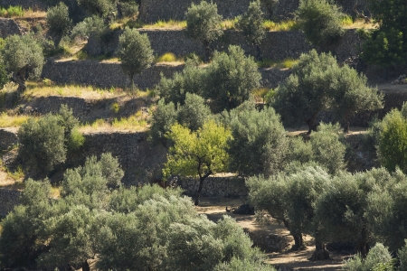 Rural landscapeの写真素材