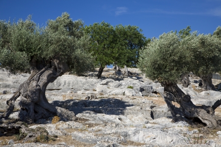 Trees on rocky hillの写真素材