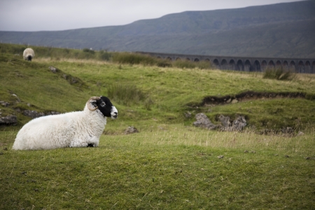 Sheep on pasture  Yorkshire Dales Yorkshire Englandの写真素材