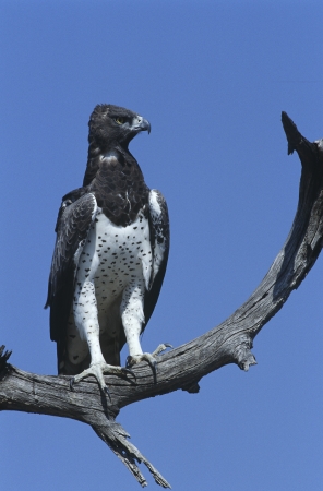 Martial Eagle (Polemaetus bellicosus) perching on branch