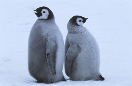 Two young Emperor Penguins standing back to backの写真素材