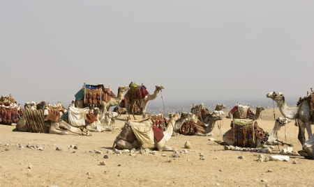 Camels resting at site of Pyramidsの写真素材