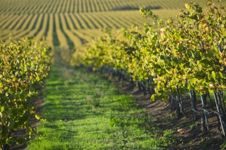 Vineyard in Santa Maria Californiaの写真素材