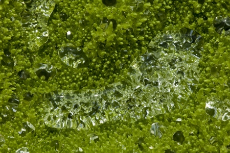 Plant life Norwayの写真素材