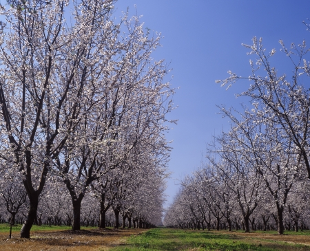 Almond Orchard in blossom LeGrand  Merced County Californiaの写真素材