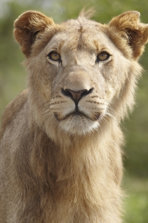 Portrait of a Lionの写真素材