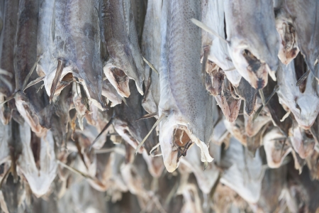 Dried cod stockfish in Loftofen Norway for export to Italyの写真素材