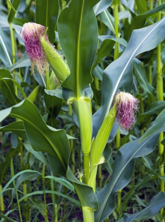 Ears of corn in field Asturias Spain