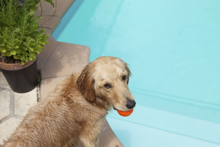 Mixed breed Golden Retriever-Poodle at swiiming pool with ball in mouthの写真素材