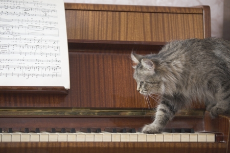 A piano with a sheet of music and a cat stepping onto the piano keysの写真素材